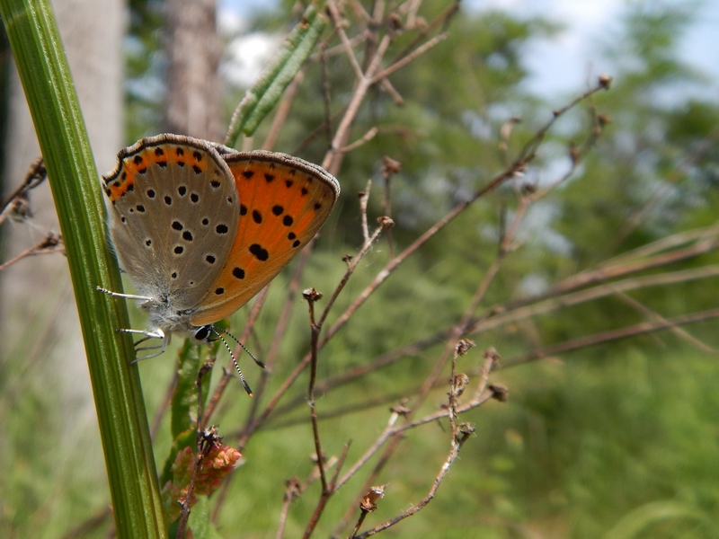 Lycaena alciphron M e F